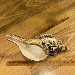 Vintage Horse Conch shell.  15 inches long.  Large Natural Sea Shell Decor